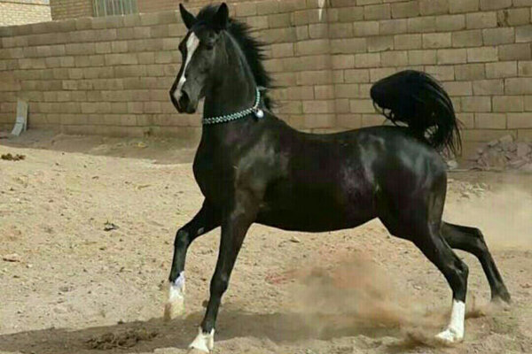 اسب اصیل عرب