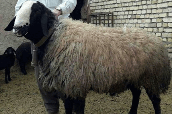 گوسفند نژاد شال
