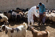 واکسینه کردن بیش از ۷ میلیون دام در کرمانشاه | موردی از آنفولانزای فوق حاد پرندگان مشاهده نشد