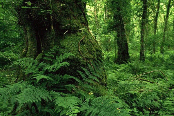 جنگل