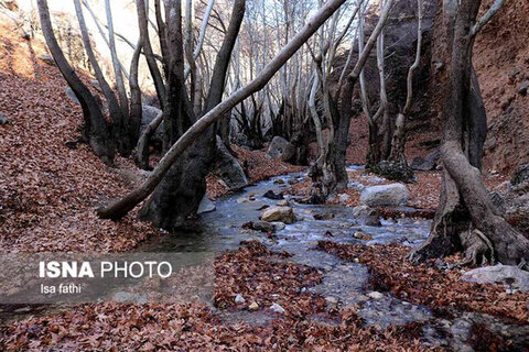 تنگ گنجه‌ای