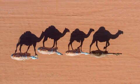 عکس روز | جشنواره شترها