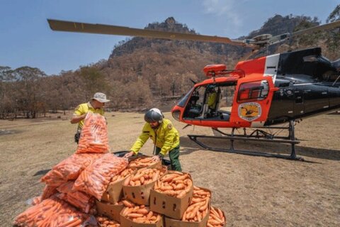 ارسال غذا براي حيوانات گرفتار آتش