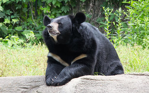 خرس سیاه بلوچی