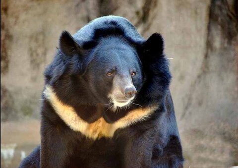 خرس سیاه بلوچی