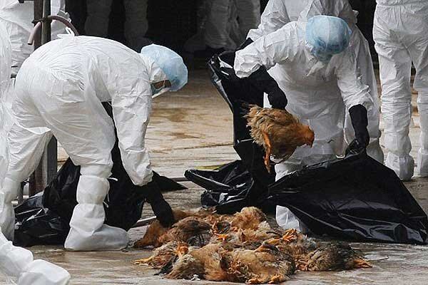آنفلوآنزاي پرندگان مرغي چين