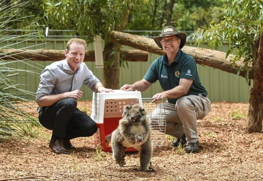 وزیر محيط زیست استرالیا (فرد سمت چپ تصویر) در حال رها کردن یک جفت کوآلای نجات یافته از آتش‌سوزی جنگلی 