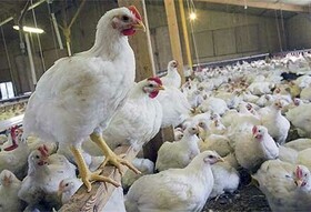 قیمت ۱۵هزار تومانی مرغ کفاف هزینه‌های تولید را نمی‌دهد