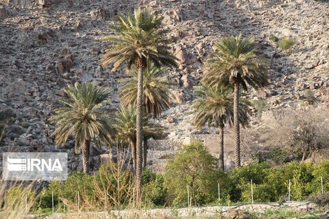 روستای میجان