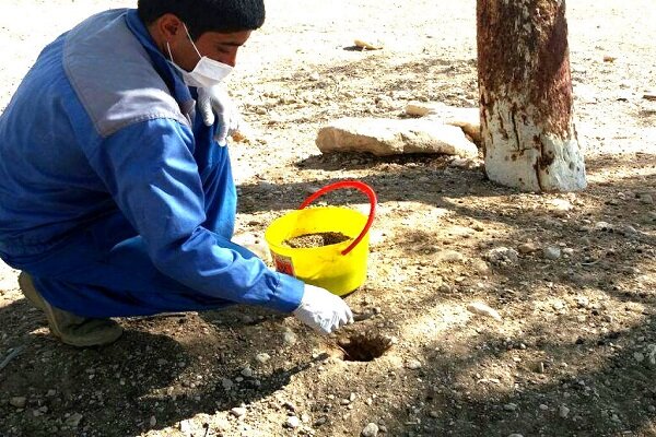 اجرای طرح مبارزه با آفت موش صحرایی در روستای خورزان دامغان
