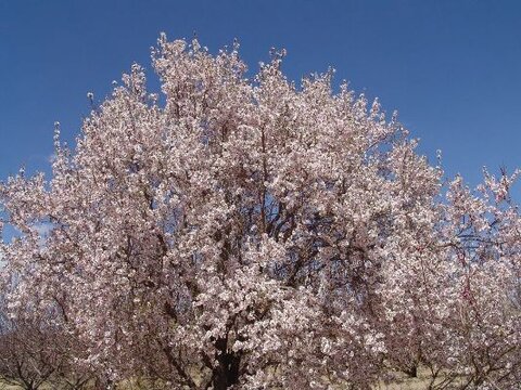 شکوفه