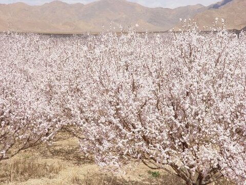 شکوفه