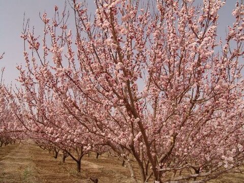 شکوفه