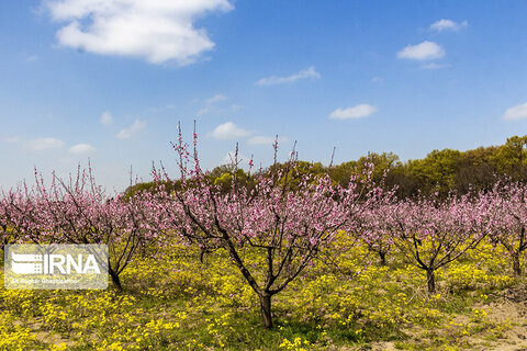 شکوفه‌های بهاری گلستان