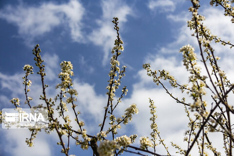 شکوفه‌های بهاری گلستان