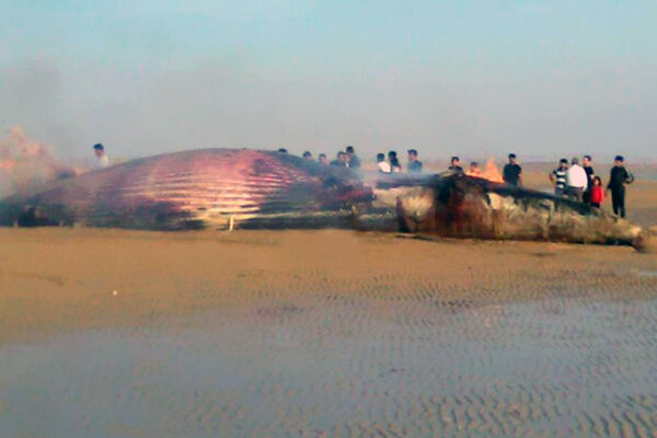 لاشه نهنگ به‌گل‌نشسته در بندر دیلم آتش زده‌شد - همشهری آنلاین