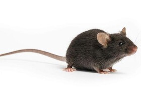 جهان در جستجوی یک موش خاص | شاید او ما را از کرونا نجات دهد