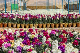قیمت گل در ایام نوروز اعلام شد