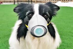 دومین سگ مبتلا به کرونا شناسایی شد؛ نگرانی بزرگ از انتقال متقابل بین انسان و حیوان