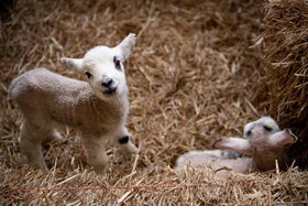 عکس روز| بره‌های بهاری