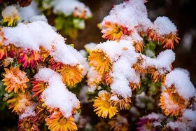 ۶ استان در دومین روز بهار برفی شد