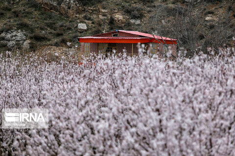 شکوفه‌های بهاری در بجنورد