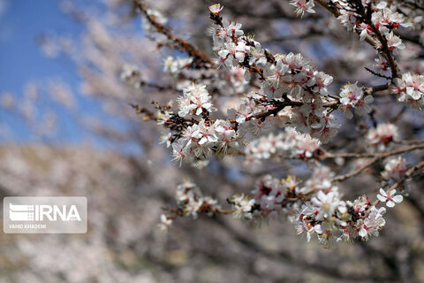 شکوفه‌های بهاری در بجنورد
