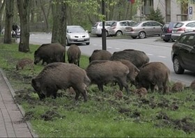 فیلم | حمله یک گراز به شهروند مینابی پس از بارندگی شدید