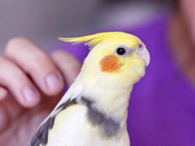 آیا حیوانات خانگی کویید ۱۹ را انتقال می‌دهند؟