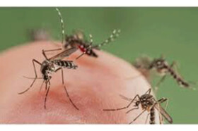 حشرات باعث انتقال ویروس کرونا می‌شوند؟