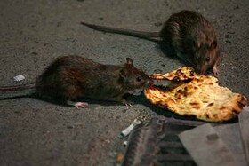 مراقب موش‌ها در روزهای کرونایی باشید