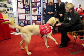 سگ‌ها به کمک تشخیص کرونا می‌آیند