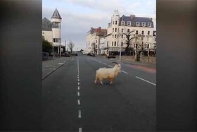 قرنطینه کرونا و پرسه‌ زدن هدایای شاه قاجار در خیابان‌های بریتانیا