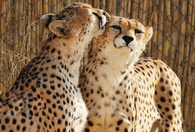 فیلم | لحظه رهاسازی ماده یوزپلنگ ایرانی در توران