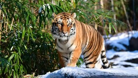 ابتلای اولین ببر به کووید۱۹ | علائم کرونا در «نادیا»