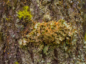 موثرترین درخت در کاهش آلودگی صوتی شهرها