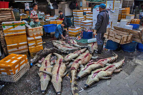 ریشه ۷۰ درصد بیماری‌های انسان در جانوران