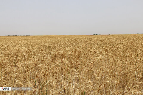 آغاز برداشت گندم از مزارع استان بوشهر