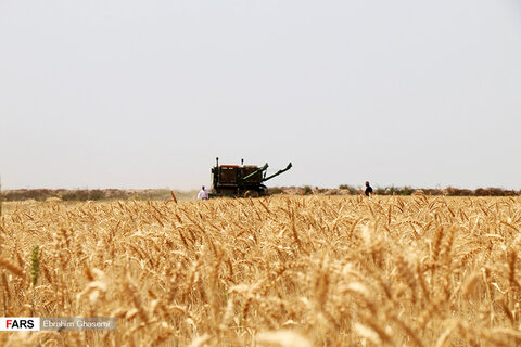 آغاز برداشت گندم از مزارع استان بوشهر
