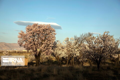 شکوفه‌های «دره چای»