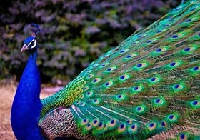 سرگردانی حیوانی عجیب در خانه‌ای در مجیدیه | حضور آتش نشانان