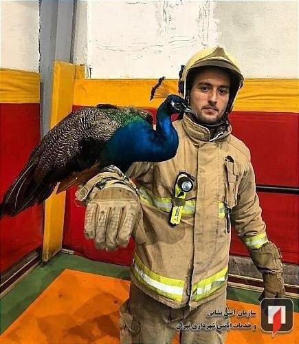 نجات طاووس سرگردان