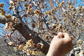 کاهش دمای ۱۰ درجه ای از امروز |  احتمال سرمازدگی باغات در این مناطق