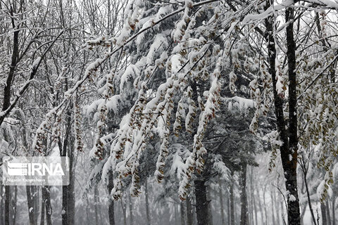 بارش برف بهاری در جنگل‌های هیرکانی