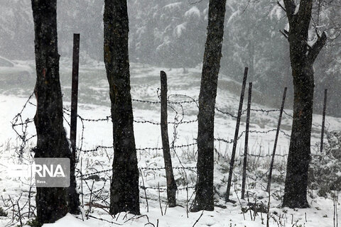 بارش برف بهاری در جنگل‌های هیرکانی