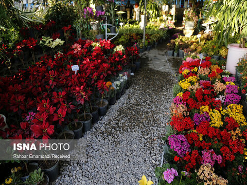 بازار فروش گل و گیاه در بندرعباس