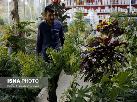 بازار فروش گل و گیاه در بندرعباس