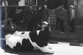 فیلم و تصویر | واکنش بانک ملی به اقدام عجیب یک بدهکار قمی | ماجرای گاوی که خبرساز شد