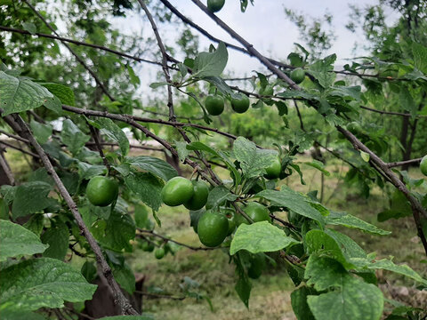 برداشت گوجه سبز از باغات سرپل‌ذهاب