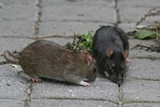 کرونا ممکن است موش‌های شهری را تهاجمی و خطرناک کند؟